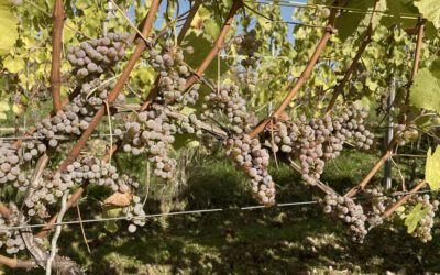 Historische Rebsorte Grüner Adelfränkisch