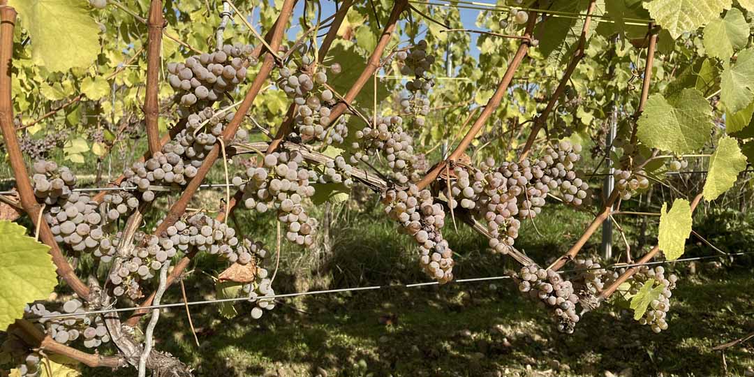 Historische Rebsorte Grüner Adelfränkisch