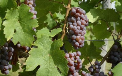 Der Rote Riesling – Eine wiederentdeckte Rebsorte im Rheingau