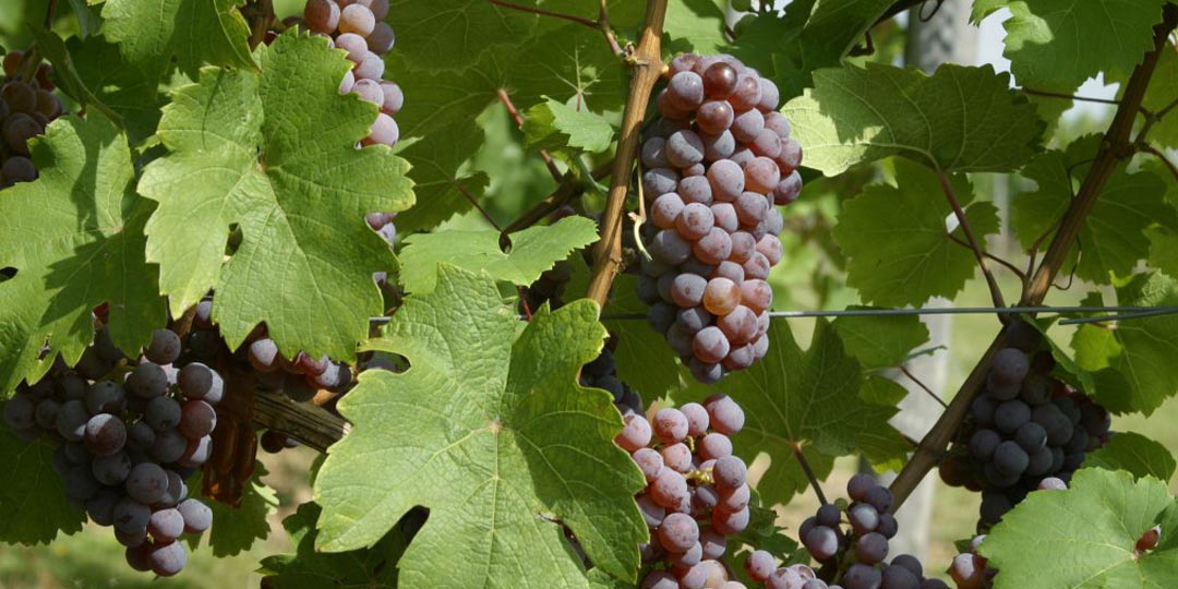 Der Rote Riesling – Eine wiederentdeckte Rebsorte im Rheingau
